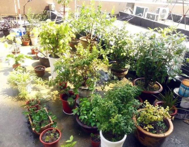 盆栽泥土结块,盆栽土流失怎样加土