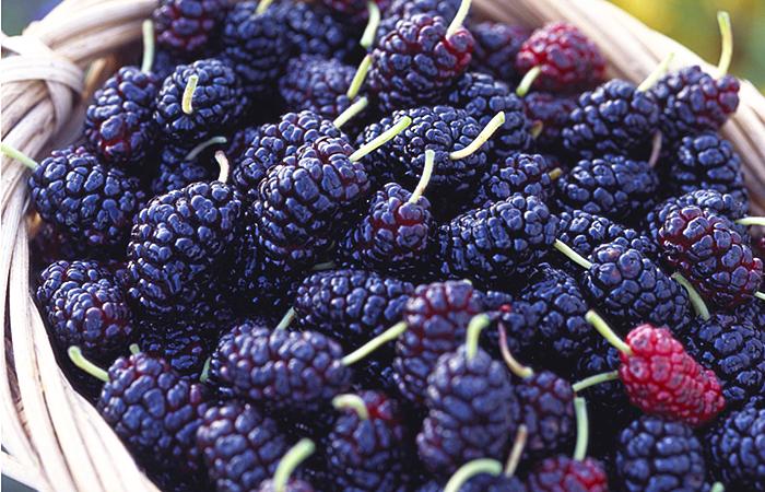 桑葚泡酒的正确方法与功效,桑葚泡酒的方法