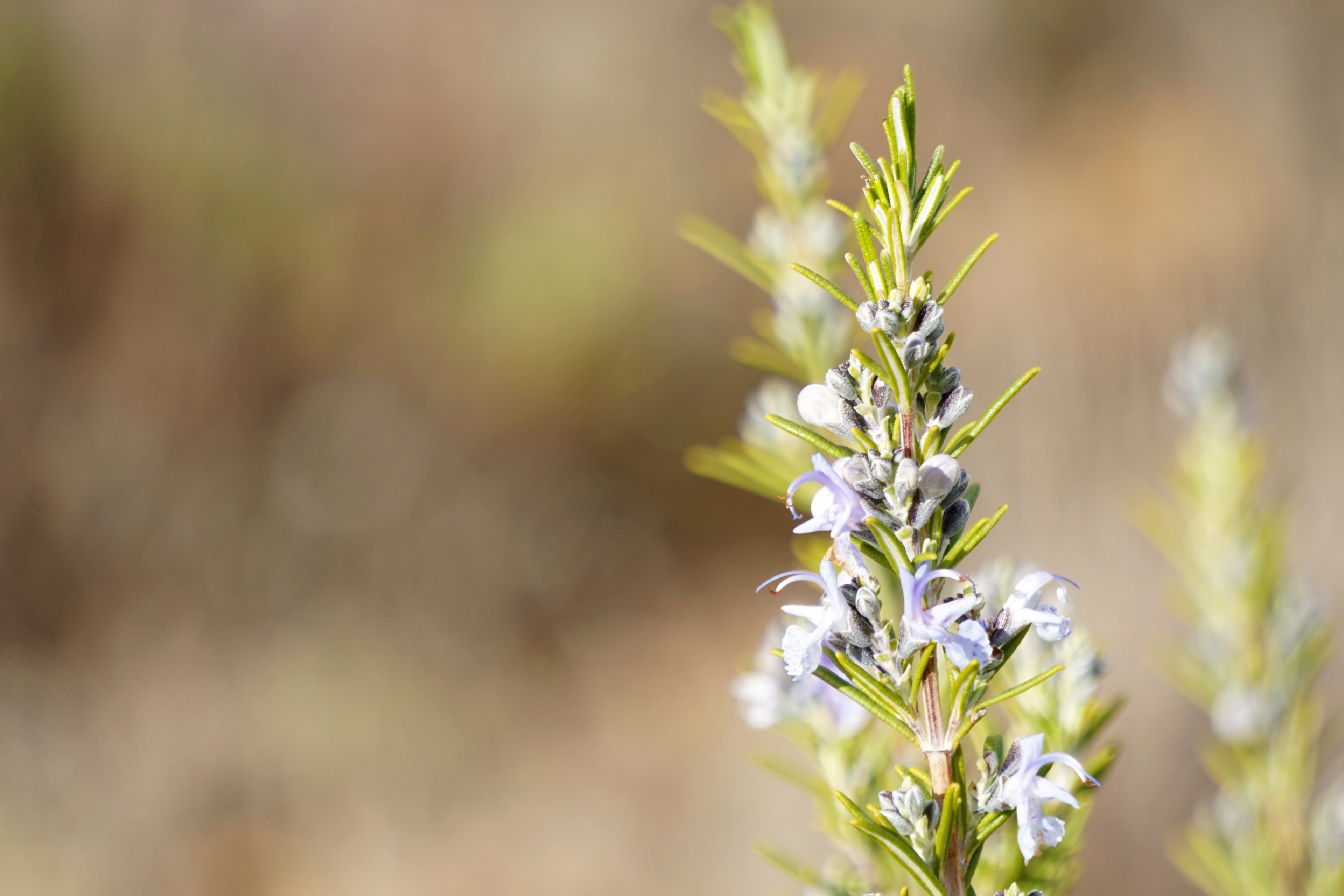 马鞭草酮迷迭香精油紧致肌肤,迷迭香精油护肤的功效与作用图片