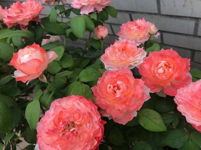 养花长虫子了,养花的水里有虫子怎么杀虫不伤花