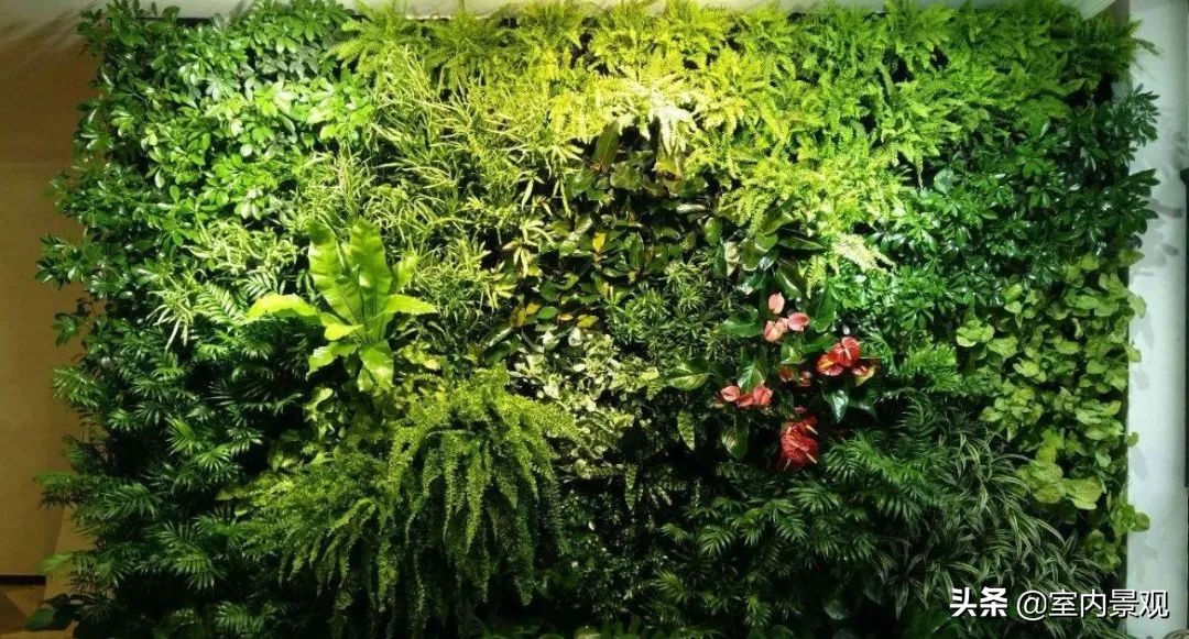 植物花园墙,植物墙与永生植物墙不同