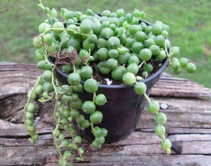 佛珠吊兰怎么养能爆盆,佛珠吊兰怎么养才能更旺盛