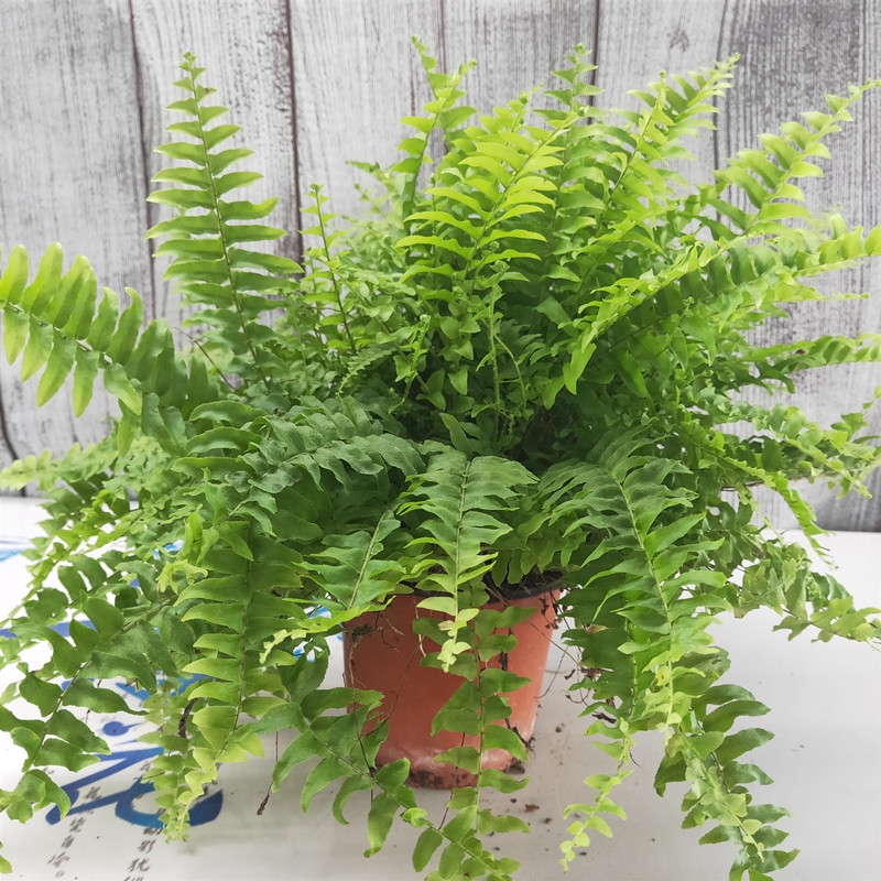 适合阳光暴晒的观叶绿植,适合室内养的高端观叶绿植