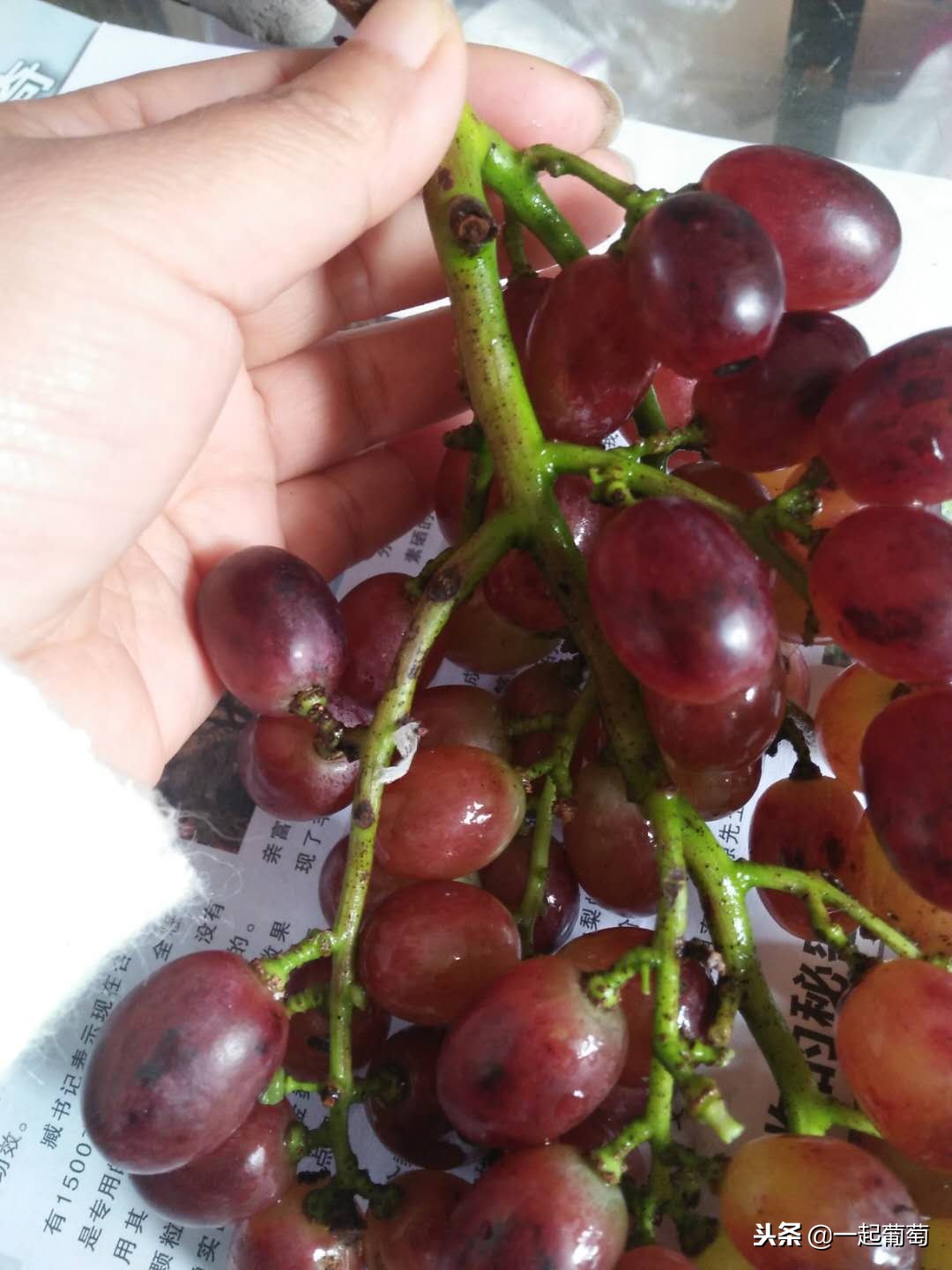 葡萄的来历小故事,收葡萄什么梗