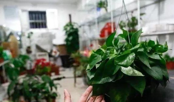 花草叶子发黄枯萎怎么办,花草的叶子发黄怎么办