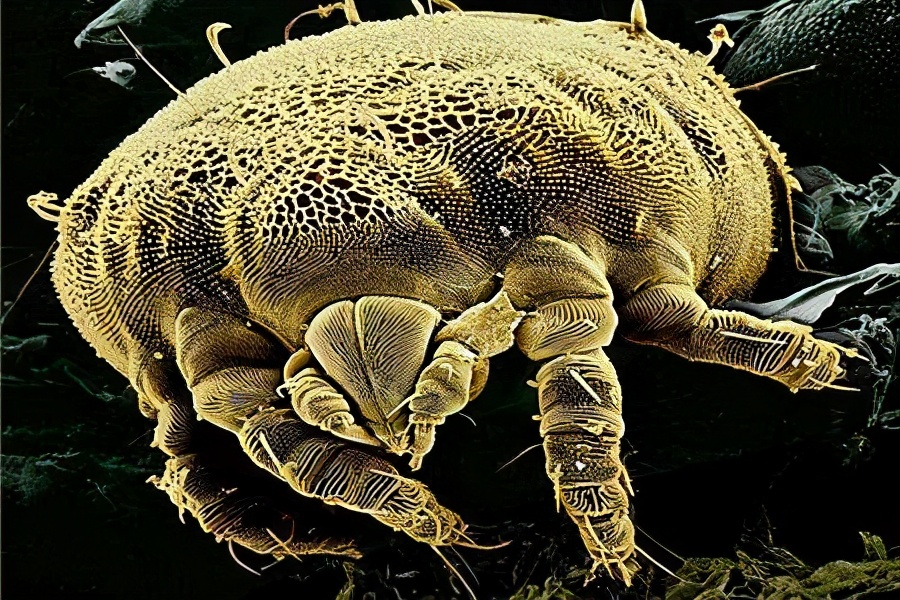 男孩被蚂蚁吓死,蚂蝗寄生在五岁男孩身体里一年