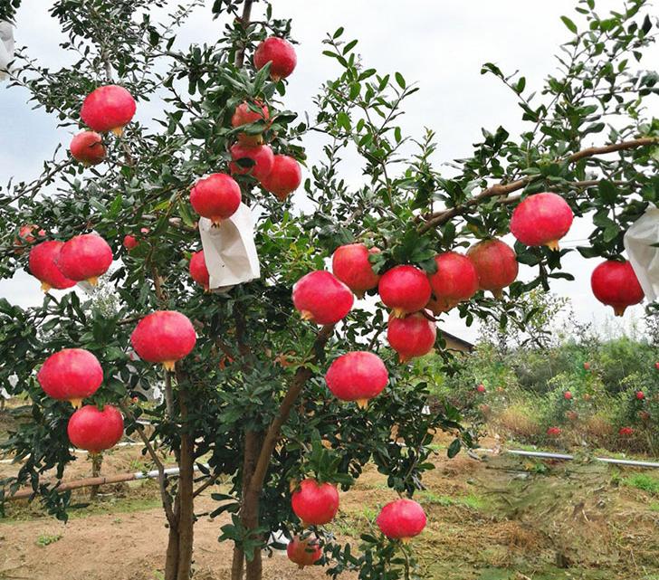 适合懒人种植的露台果树,阳台种菜种果树