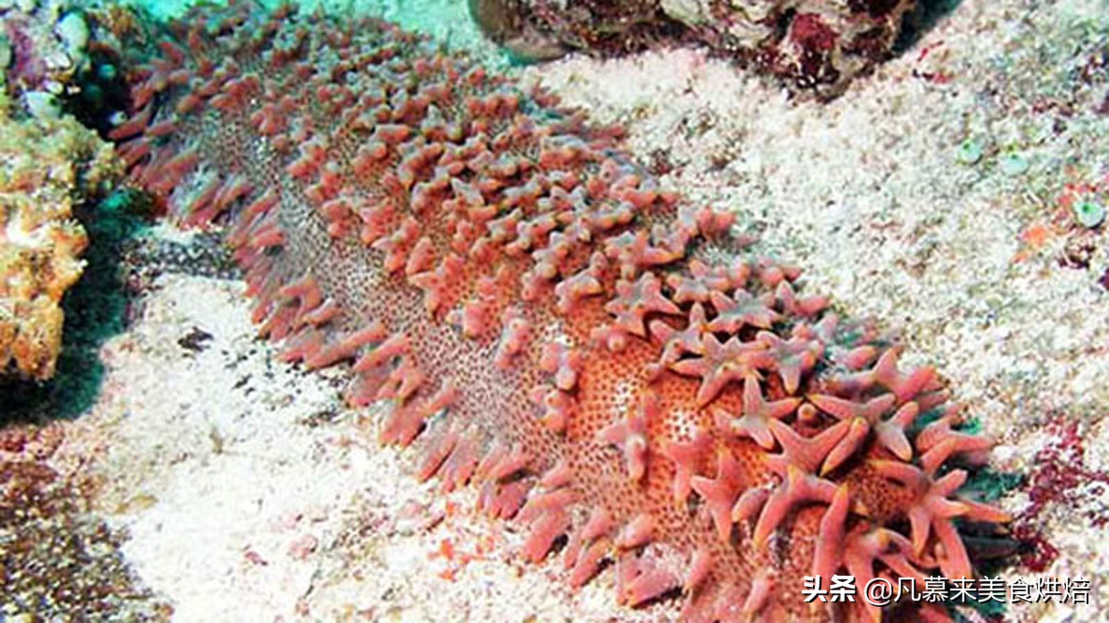 海参有多少种品种科普,海参品种齐全多种多样