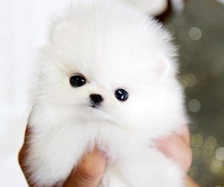 正确的博美幼犬喂养方式，只要煮好这些方面，就能让它更加健康