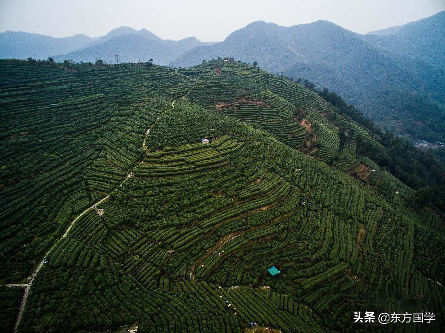 漫漫问茶路，能不忆江南？——久负盛名的“香郁若兰”