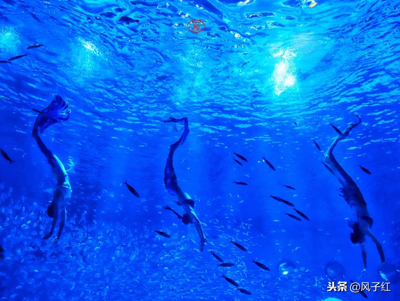 上海新地标丨海昌海洋公园一日游园玩法攻略