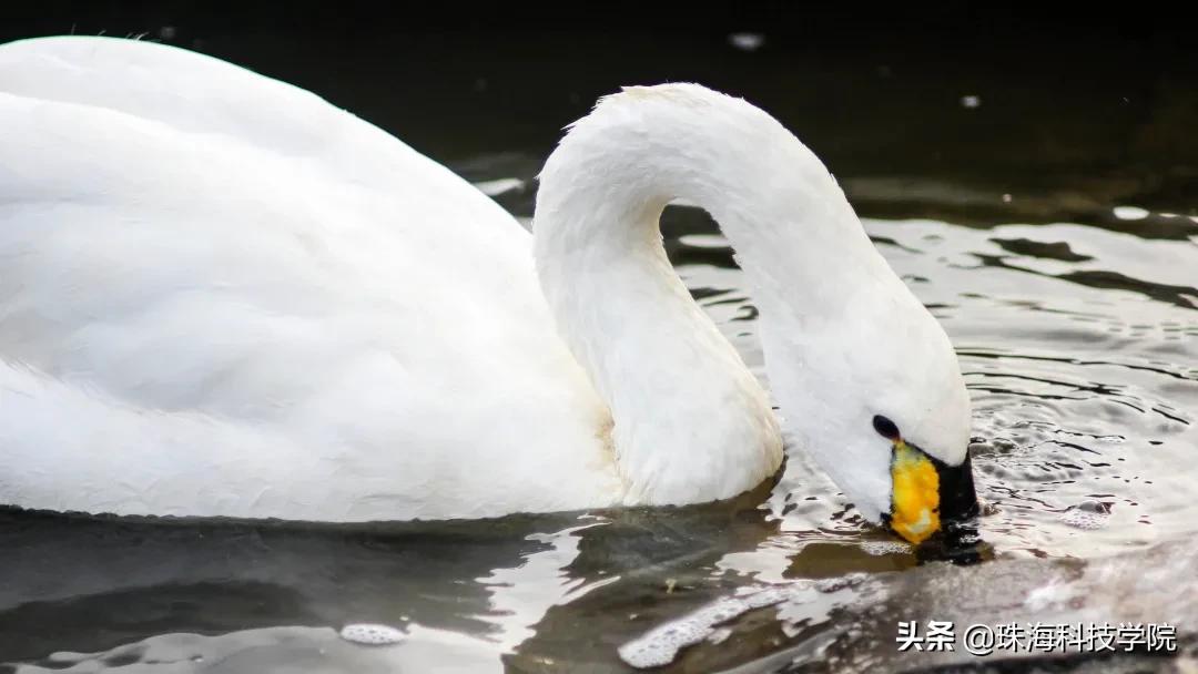 读一所校园环境和学习氛围全方位一流的大学是什么体验？