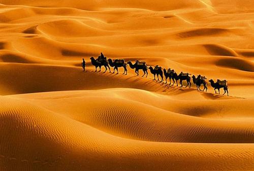 开辟新大道：骆驼这一西域“洋”品种是如何输入到中原的