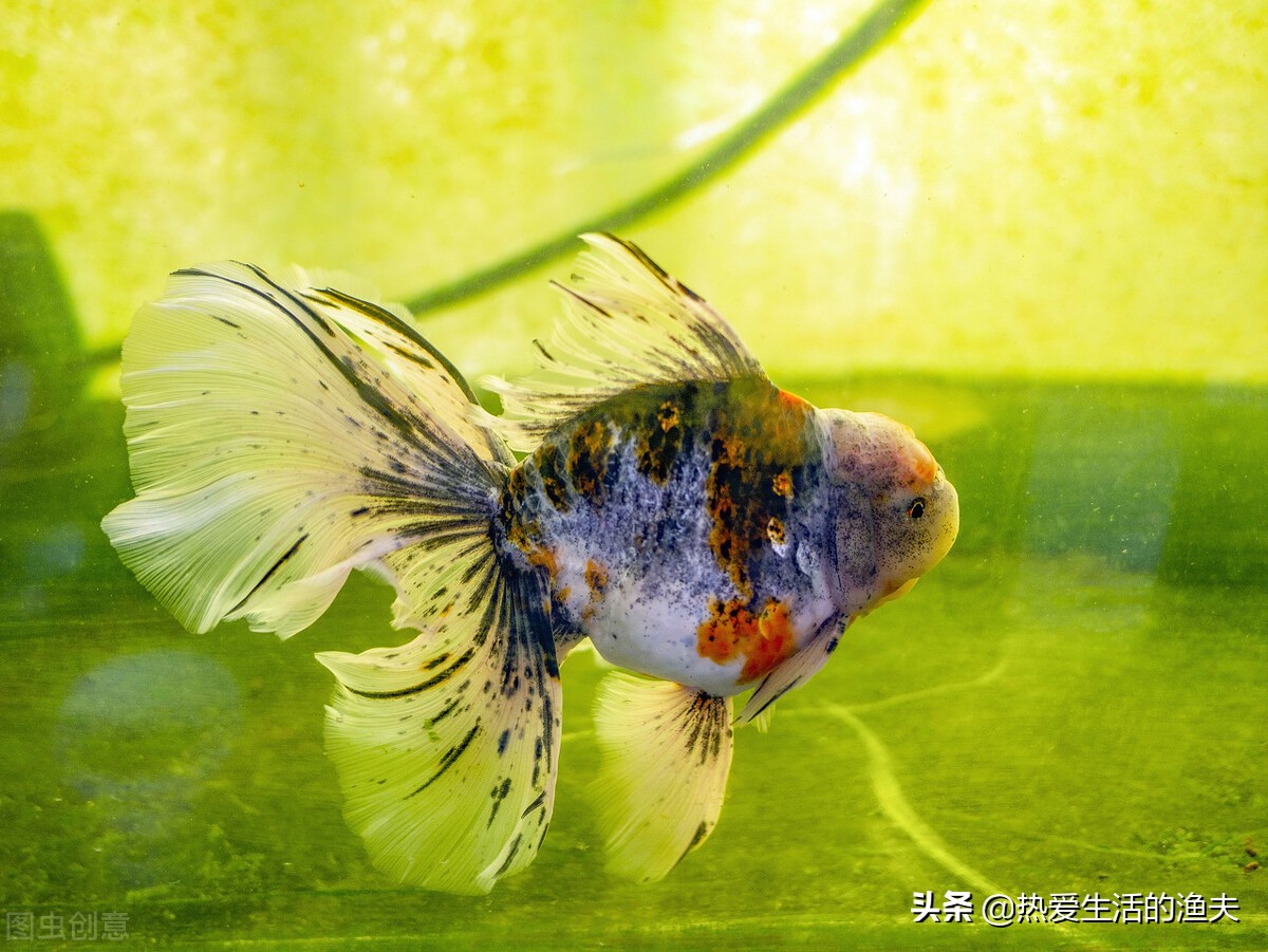 泰狮金鱼好养吗怎么养,泰狮金鱼如何养超级大