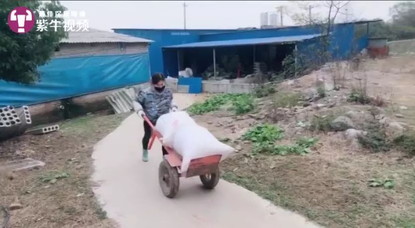 家里有矿的小萝莉,97年小伙回乡养猪年赚百万