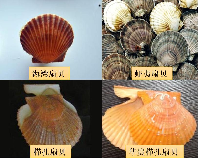 扇贝跑路的风险,扇贝真的会跑么