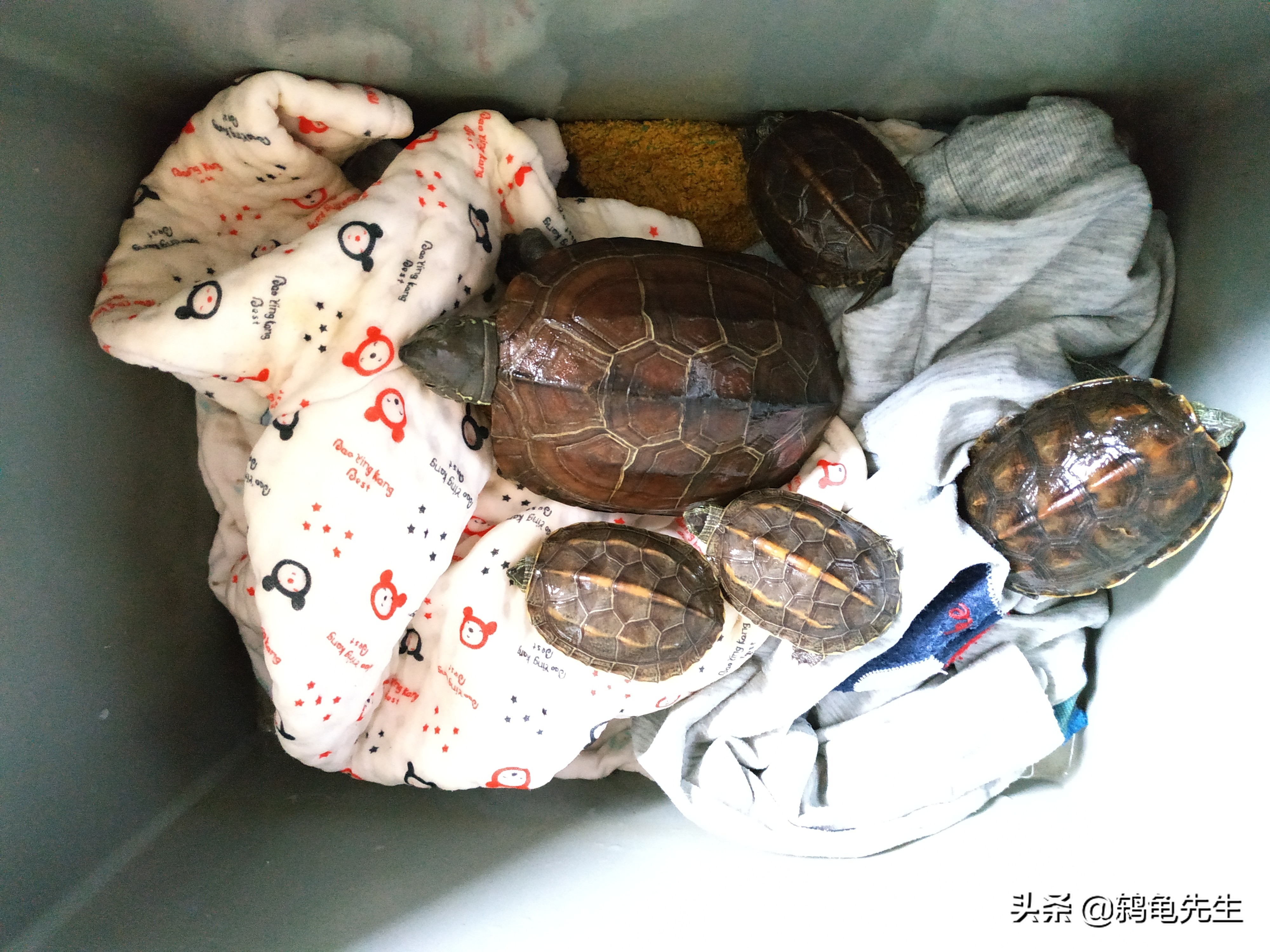 草龟冬眠的正确养法,草龟用湿毛巾冬眠法