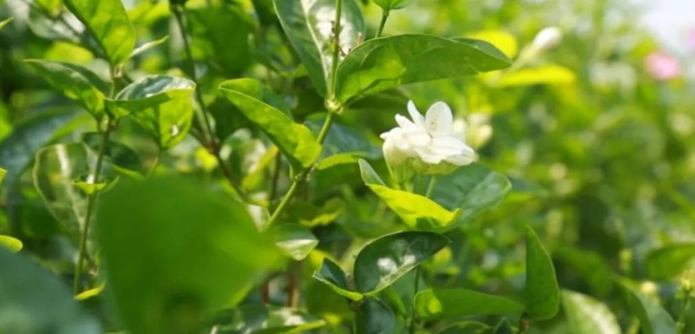 濯濯冰雪花,遗世满芳华,追忆战“疫”天使梁小霞