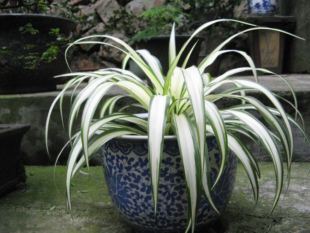 吊兰不徒长的秘诀,吊兰不修根可直接换盆吗