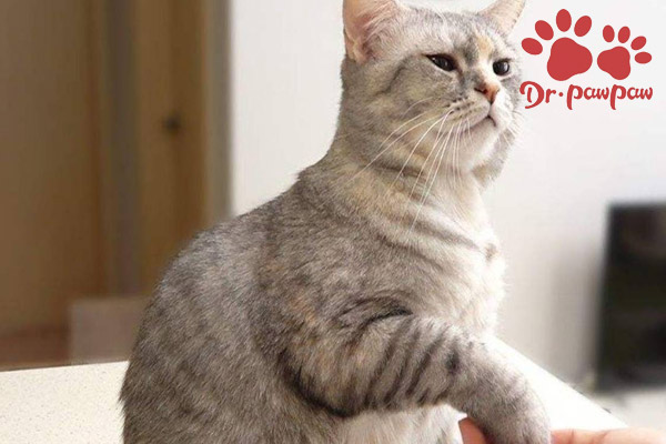 爪爪博士宠物怎么样,爪爪博士宠物用药