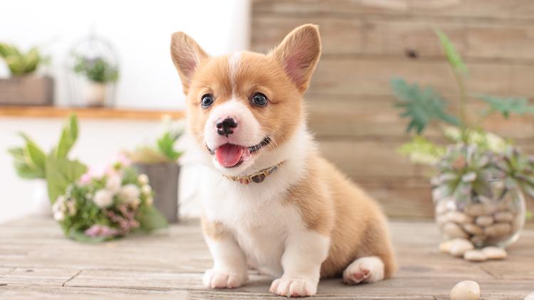 不能给狗吃的六种水果,不适合狗狗吃的菜