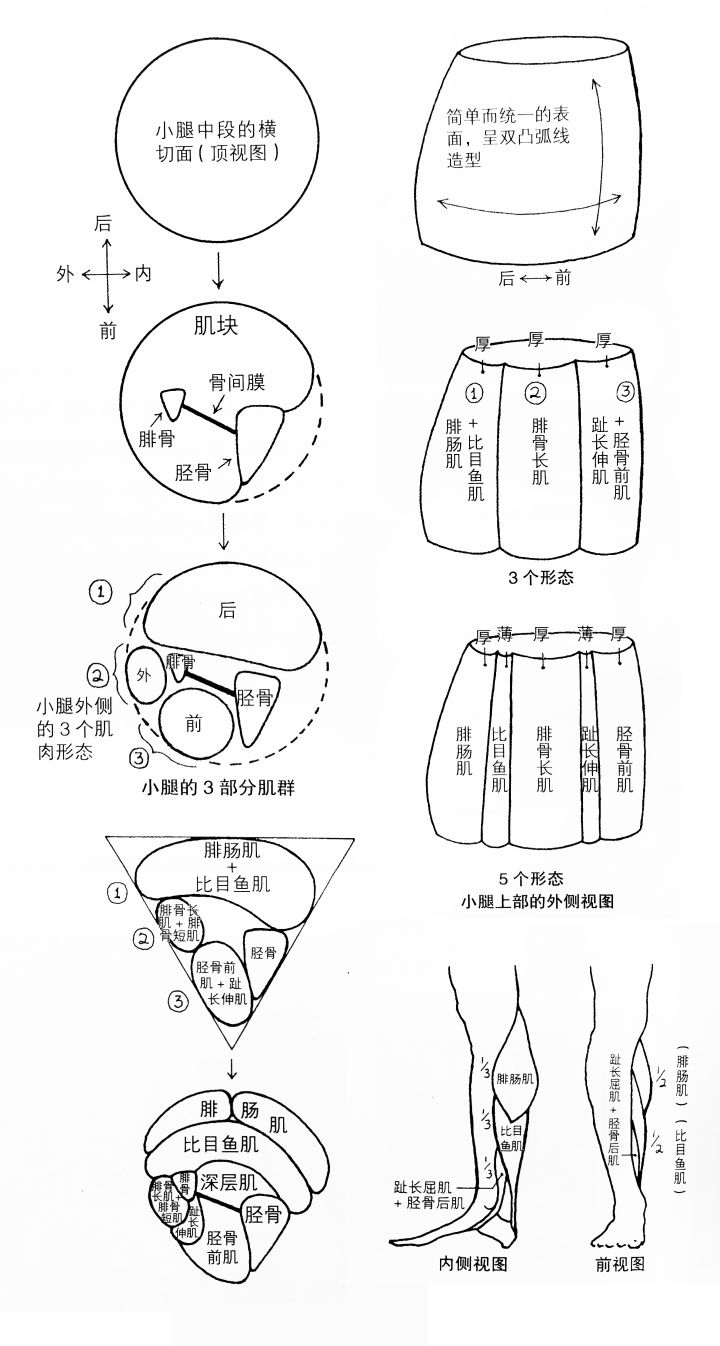 练习人体结构画法,人体腿结构画法