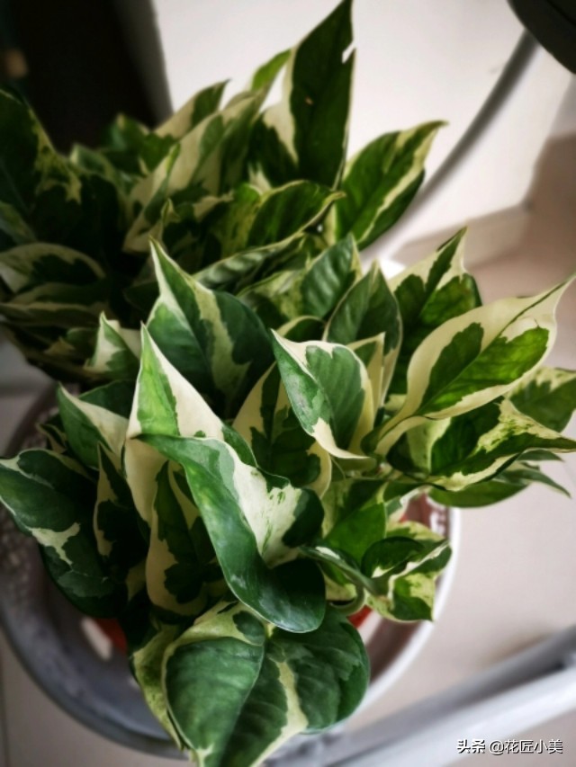 绿萝叶子上有铁锈点,绿萝上面有灰怎么办