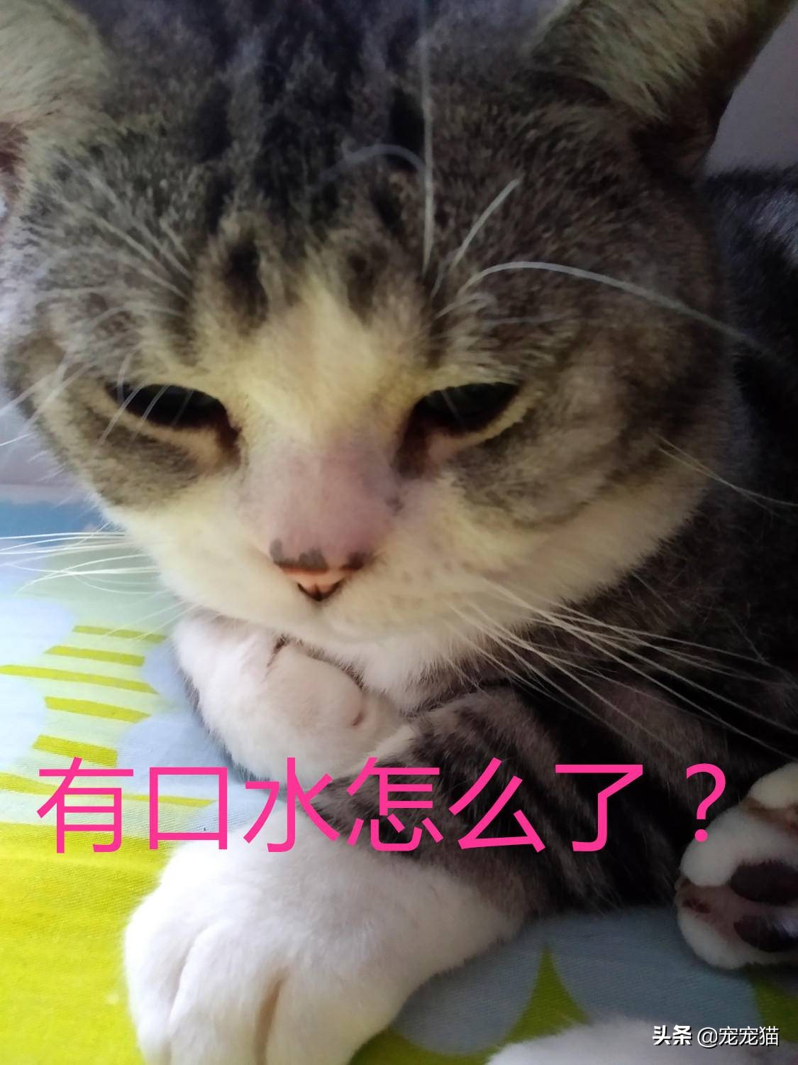 猫在你身上留下气味洗澡会洗掉吗,猫一直在你身上闻是为什么