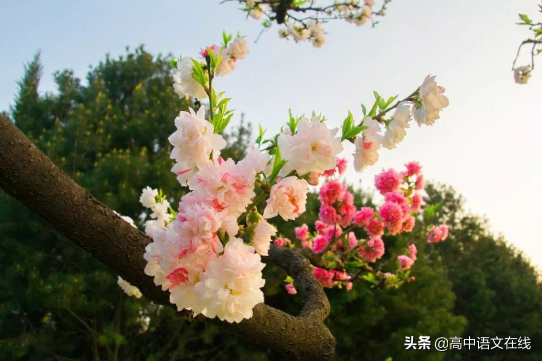 有关春天的诗词或成语,关于春天的成语古诗名句