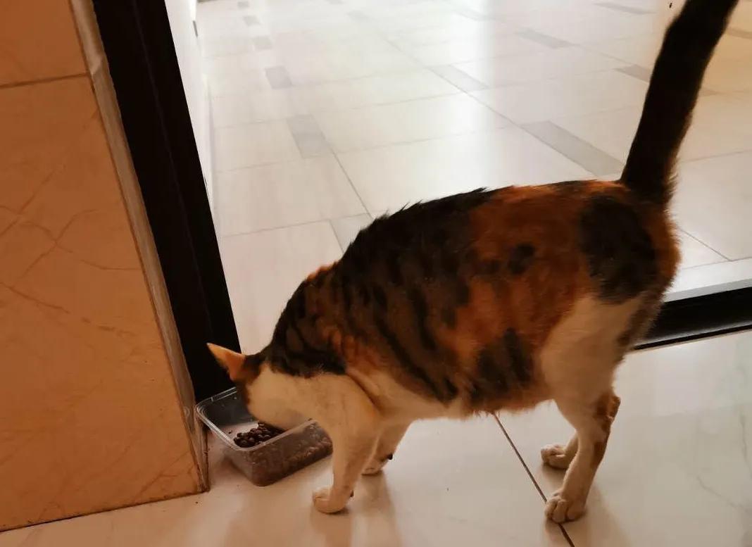 惠州这个社区获选最美小区，他的业主这样说