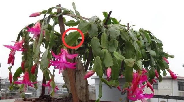 养了3年的蟹爪兰,养了两年的蟹爪兰