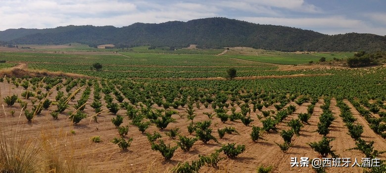 走进葡萄酒专卖店,走进葡萄酒庄园视频