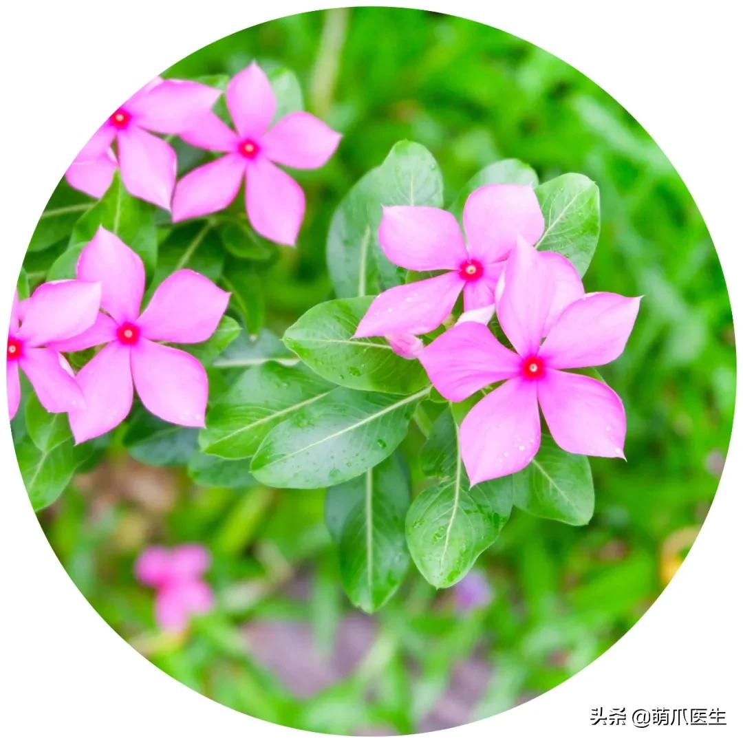 铲屎官们请注意！这些花草不能养，严重可致猫命