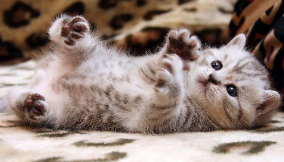 猫包有必要买侧开门的嘛,猫包是必备吗