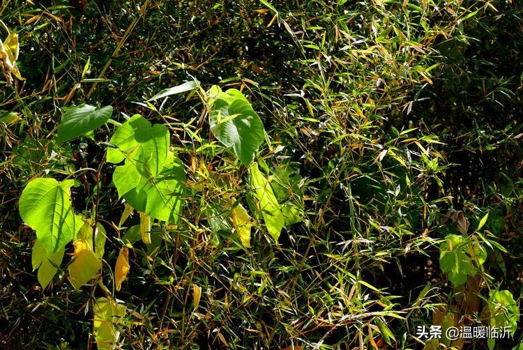 竹泉村景区,最美竹泉村