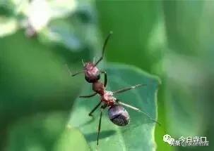 栖霞的美食,栖霞有哪些好吃的美食