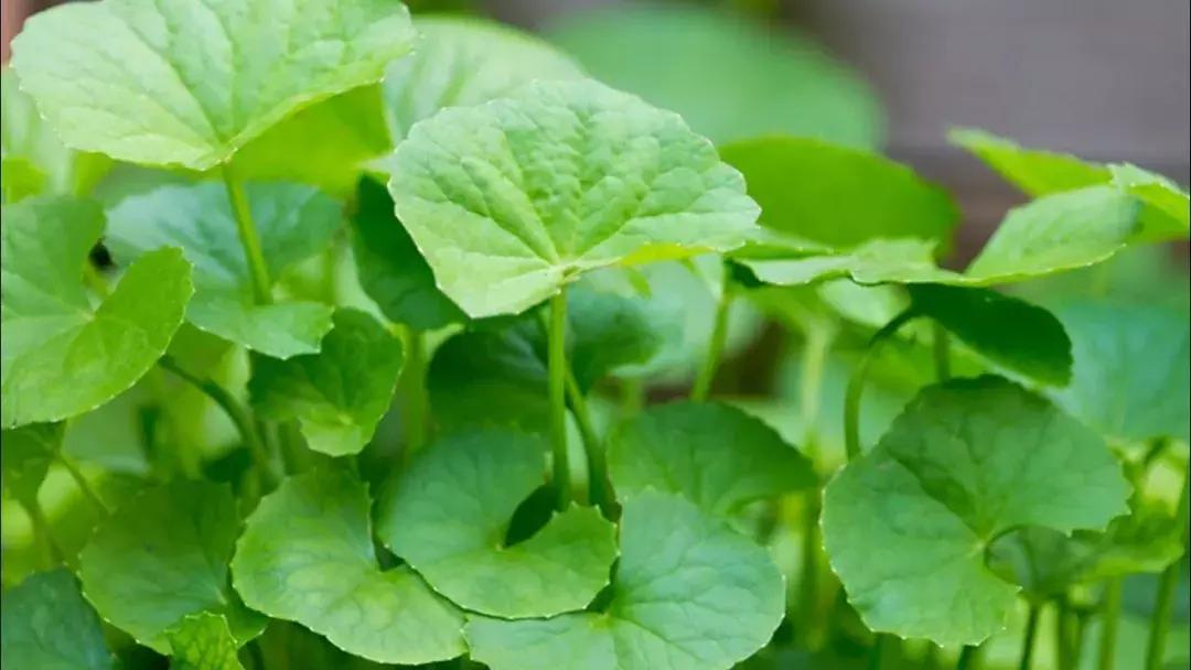 最近流行的“适应原成分”护肤品，会是国货赶超日韩的新机会吗？