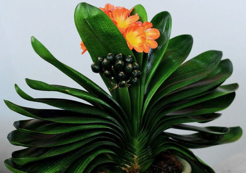 君子兰如何过冬保暖,家养君子兰注意事项