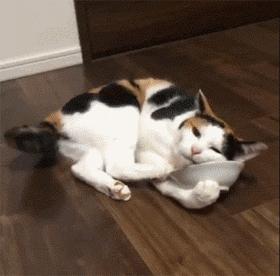 养猫为什么需要下聘礼,养猫必须付出代价