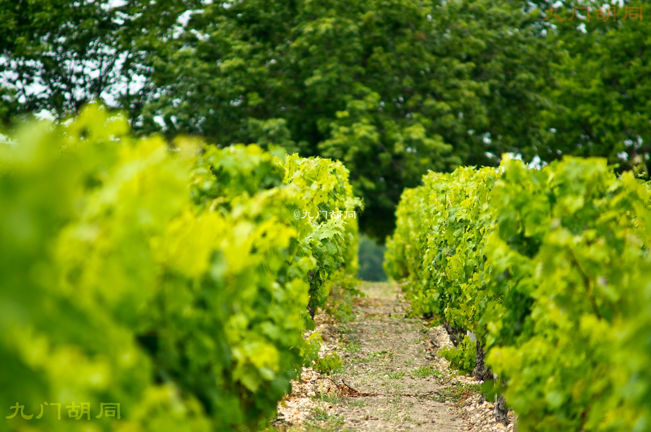 法国旅游葡萄酒庄,法国波尔多酒庄旅游攻略