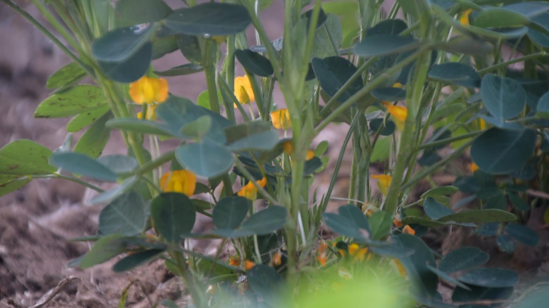 花生后期早衰脱叶子怎么办,花生控旺过很影响产量吗