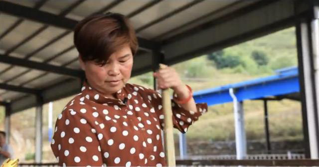 彭美竹评十佳农民,湖南临武县彭美竹养牛老板