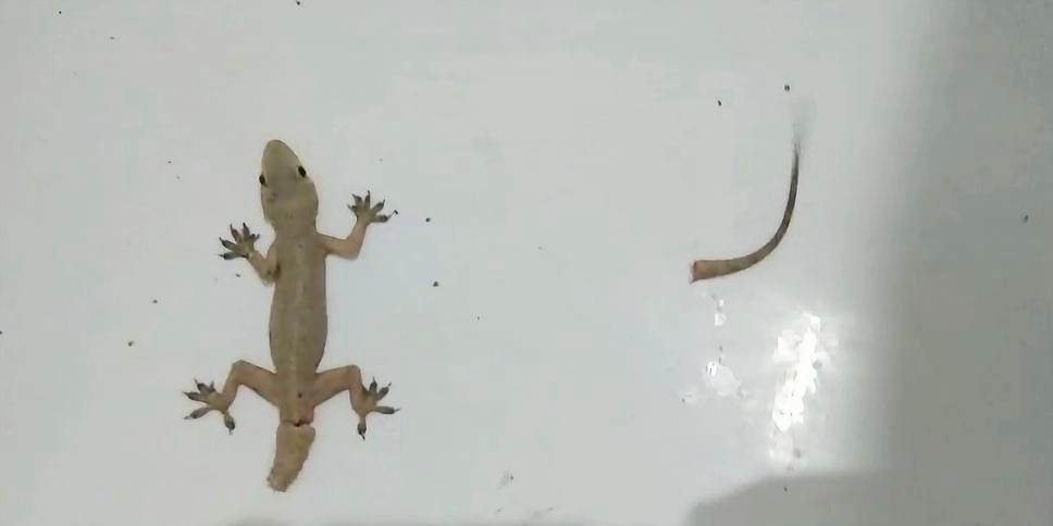 壁虎无毒为什么会算在五毒中,壁虎是不是在五毒中毒性最小