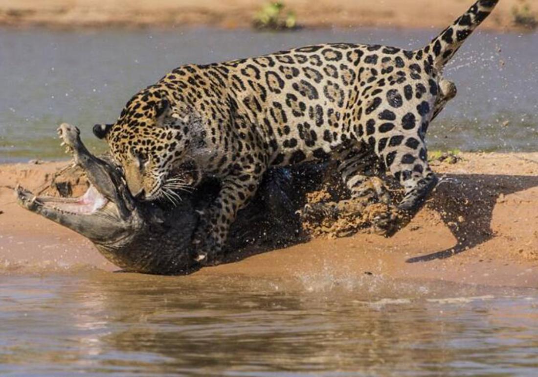 养殖鳄鱼的禁忌有哪些东西,鳄龟处理不干净有毒吗
