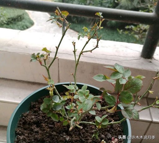 网购月季黄叶嫩芽枯萎怎么处理,网购的月季小苗黄叶了怎么栽种