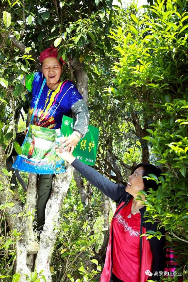 高黎贡山普洱茶生茶2014年,高黎贡山普洱茶品鉴