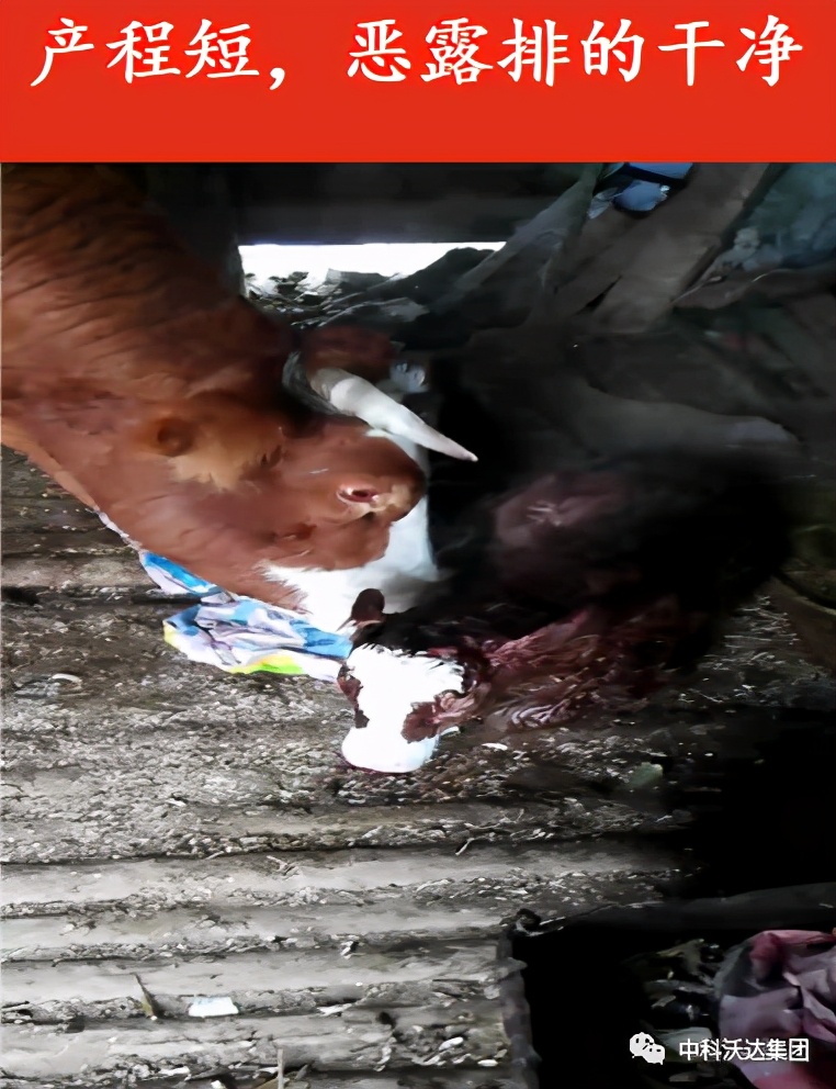 益力健枯草芽孢杆菌,益力健牛羊专用中成药