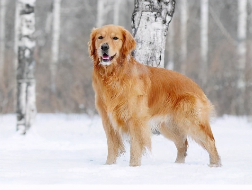 拉布拉多犬和金毛犬养哪个比较好,拉布拉多和金毛犬到底该养哪个
