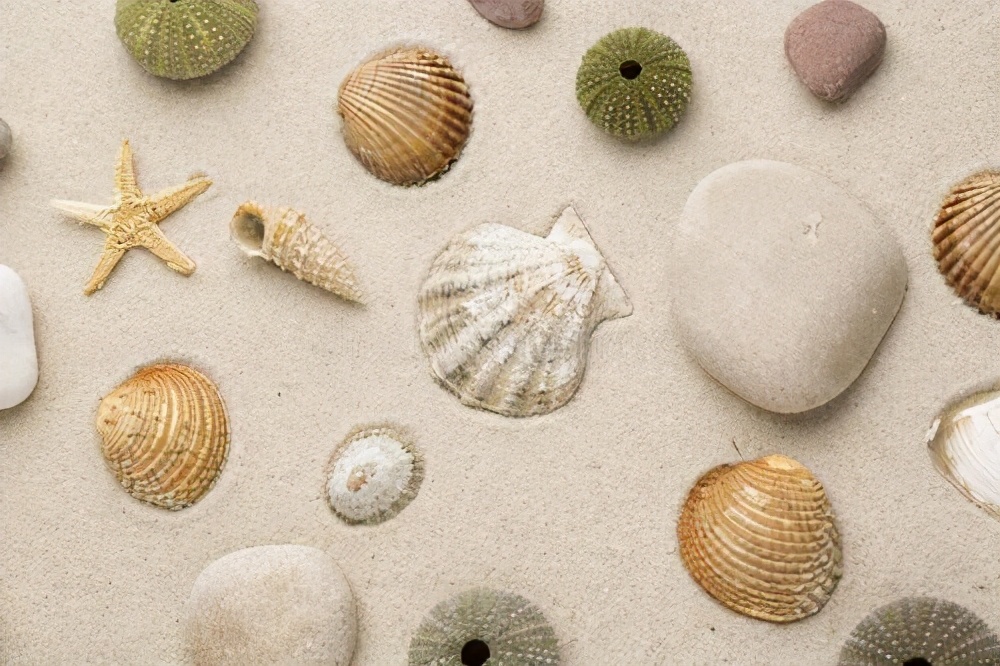 古人用贝壳做钱币为啥不去海边,古代为什么用贝壳当钱币