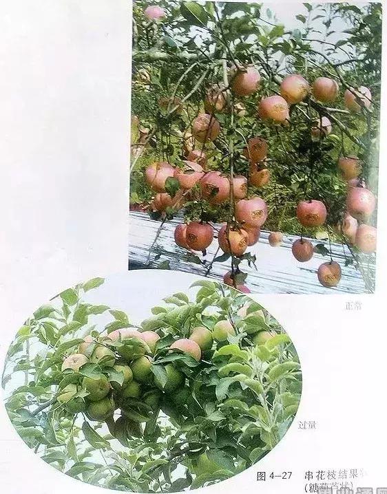 5年红富士苹果树冬季修剪技术,苹果树的冬季修剪技术视频